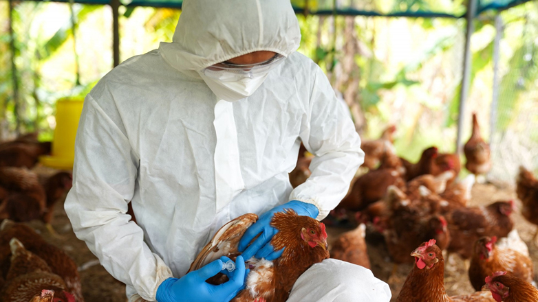 Δεύτερος θάνατος στις ΗΠΑ φέτος εξαιτίας της γρίπης των πτηνών