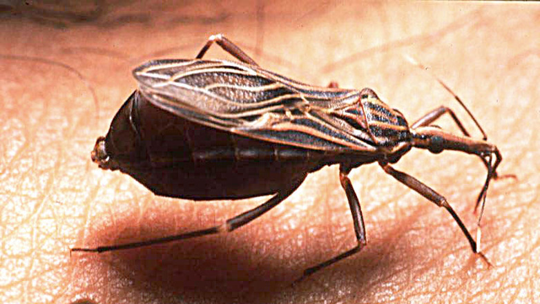 Κρούσματα της νόσου Chagas (τρυπανοσωμίαση) στη Δ. Ευρώπη